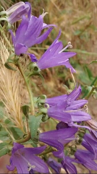 Acker-Glockenblume 6