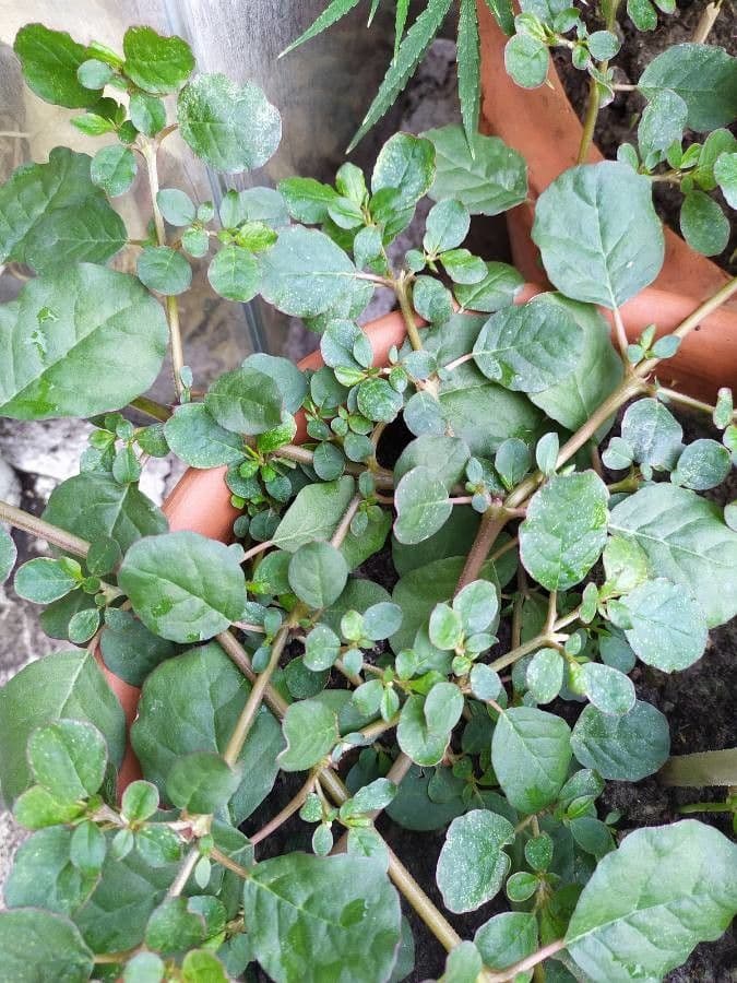 Trianthema portulacastrum 13