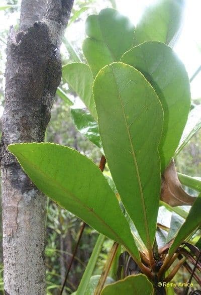 Vieillards Balanops 6