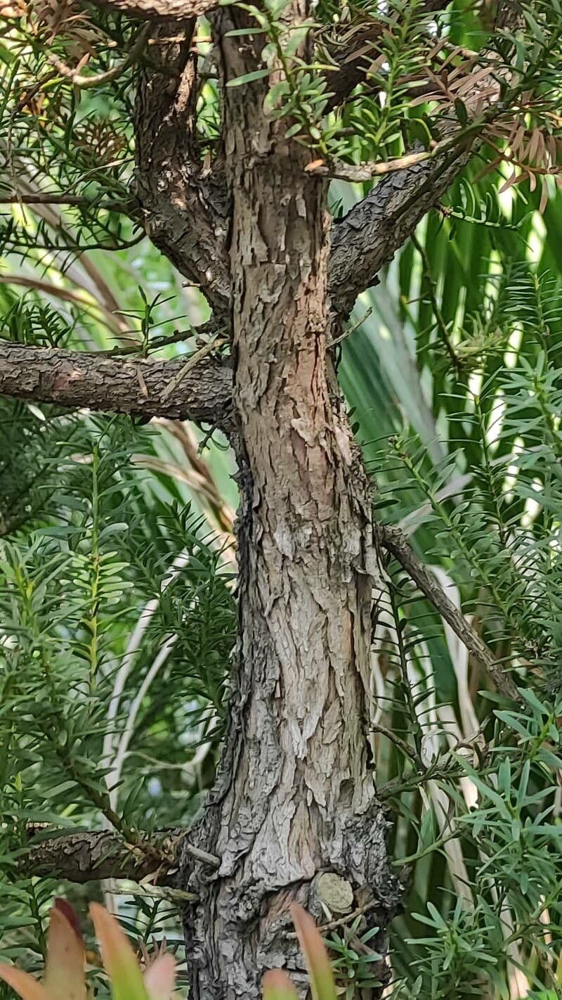 Podocarpus totara 9