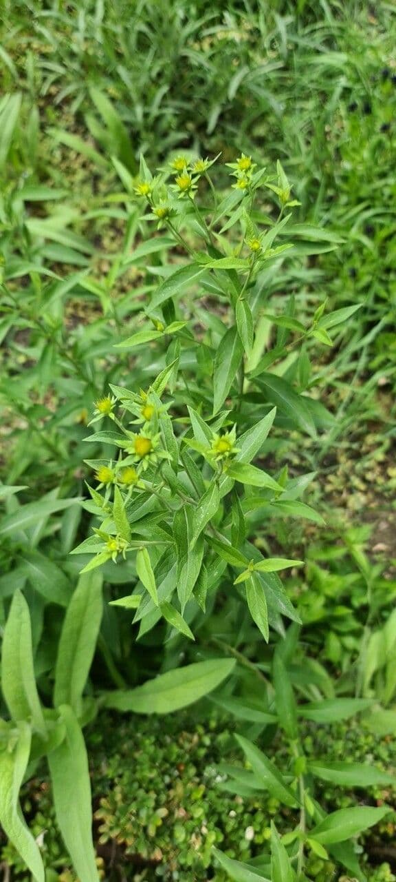 Inula svizzera 2