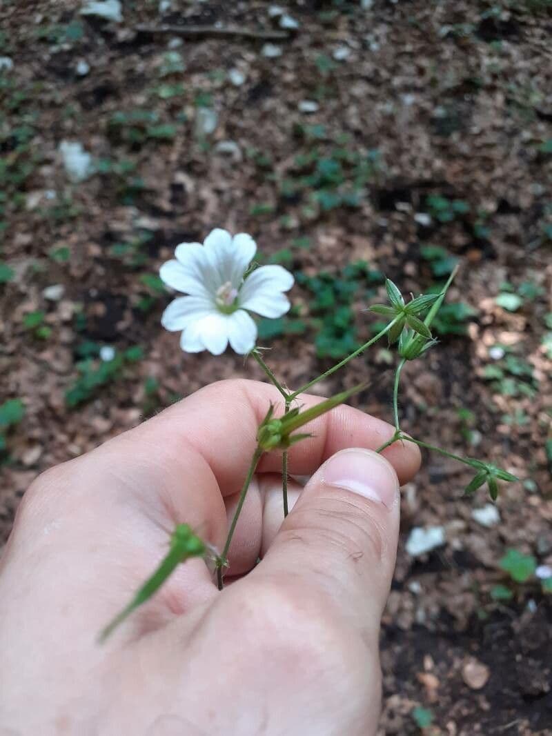 Bocianik