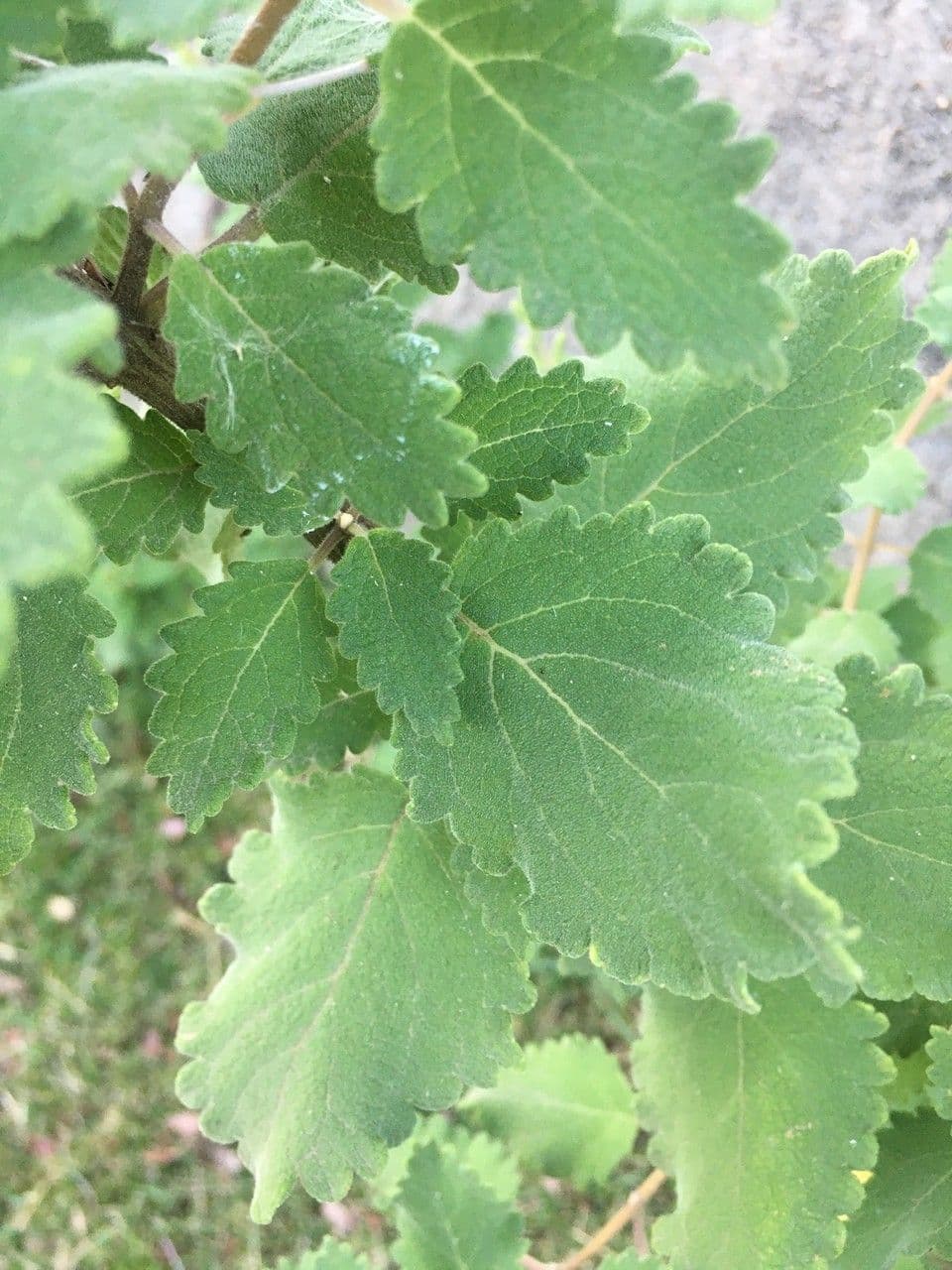 Ufer-Tetradenia 11