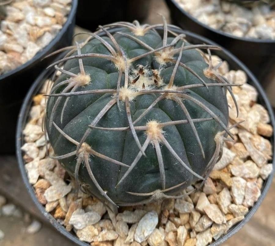 Gymnocalycium 8