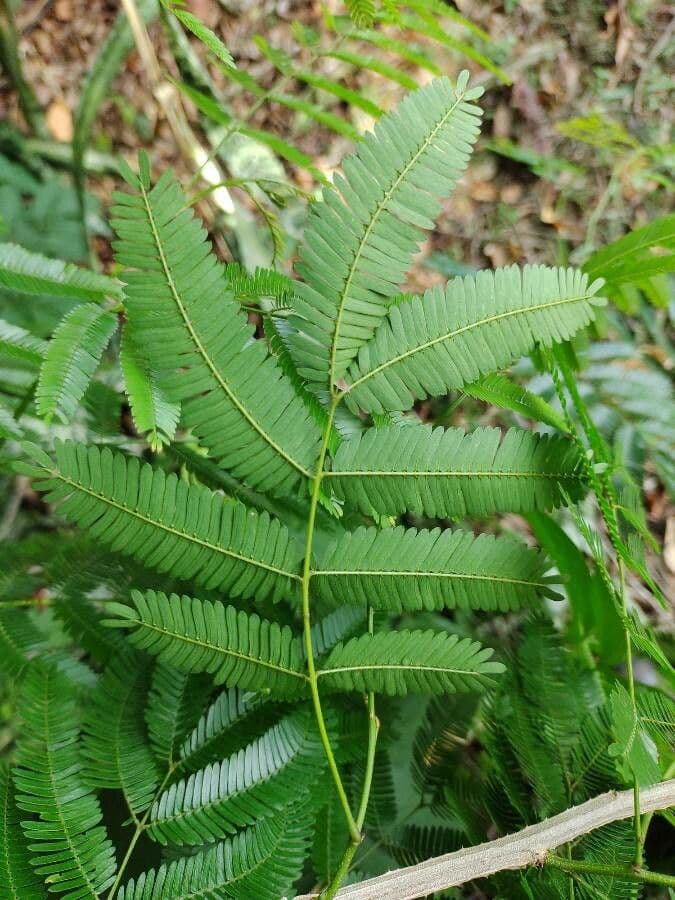 Piptadenia gonoacantha 8