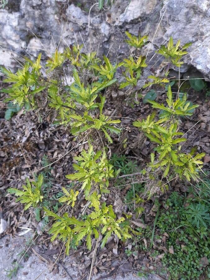 Gold-Euryops 9