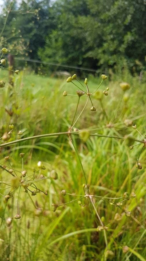 Alisma lancéolé