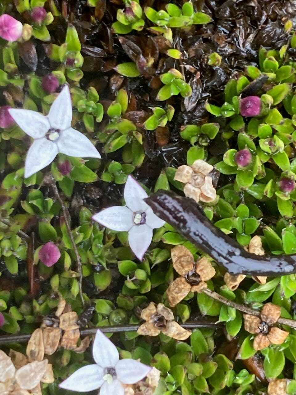 Arcytophyllum muticum 2