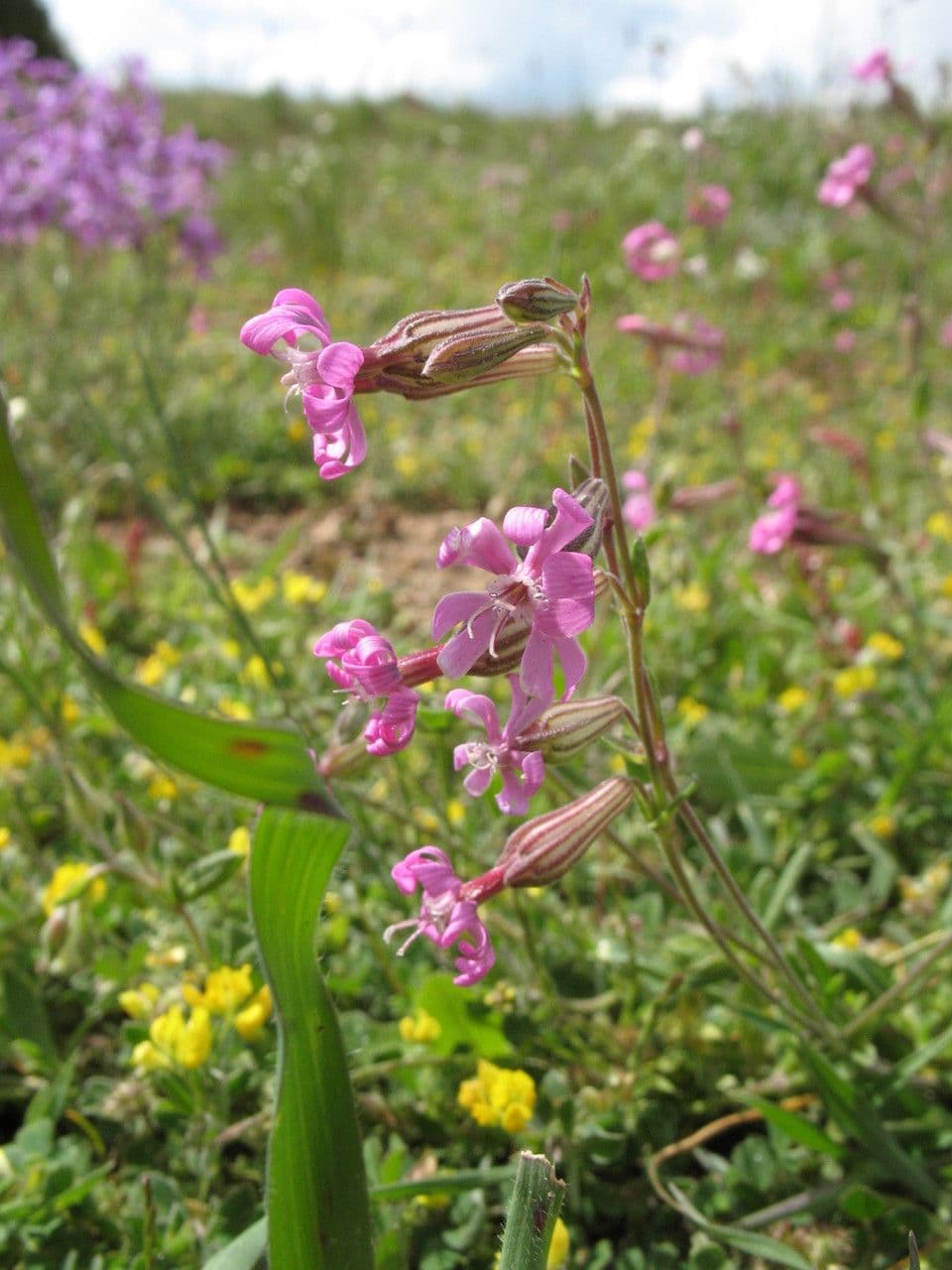 Silene 8