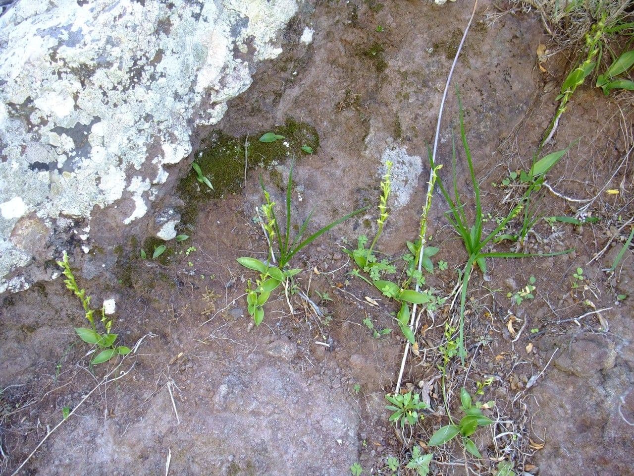 Habenaria 9
