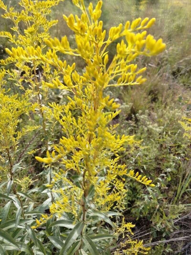 Solidago odorosa 11