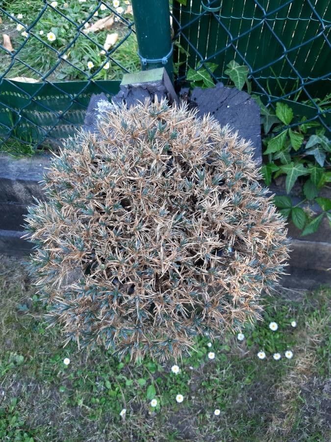 Deuterocohnia 7