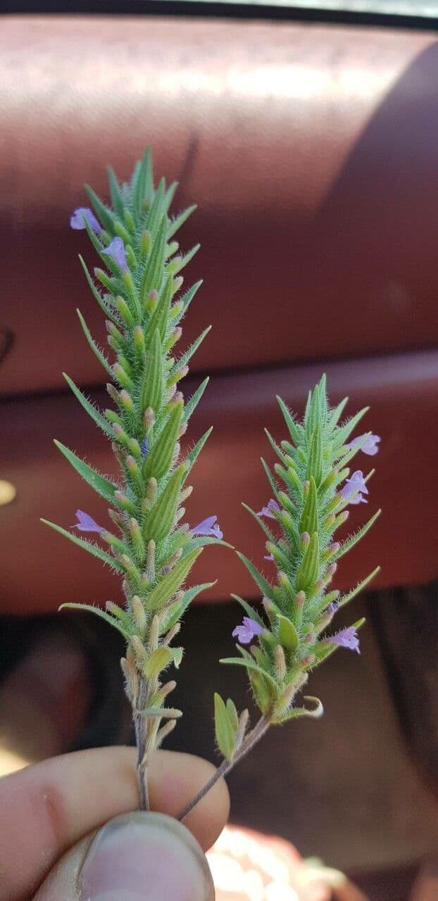 Ziziphora sottile 4