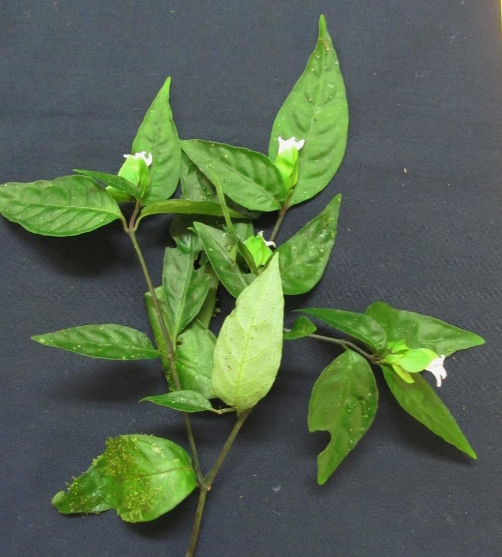 Herpetacanthus 13