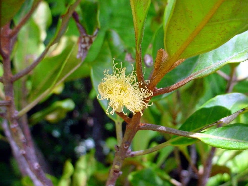 Kanakomyrtus 6