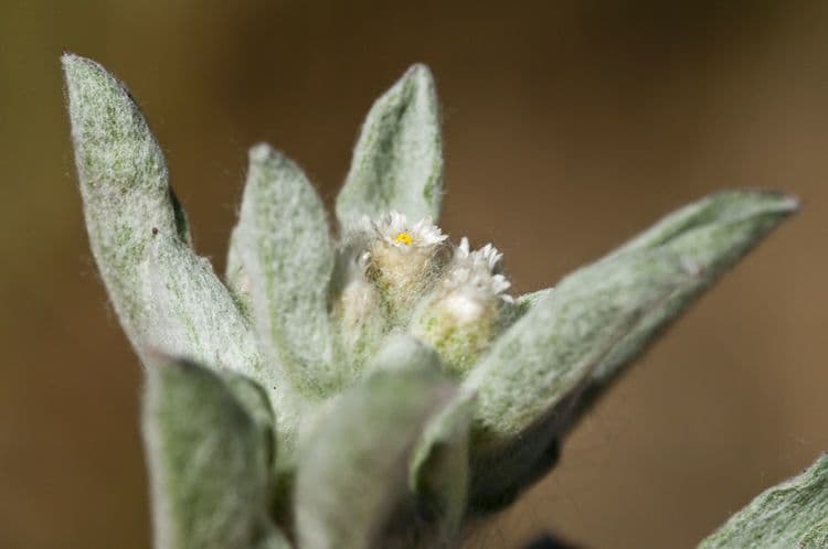 Gnaphalium 8