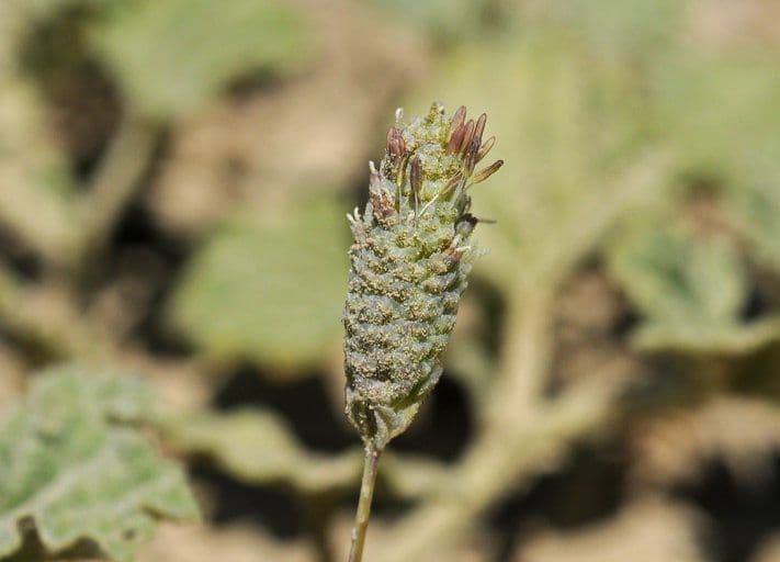 Neostapfia 4