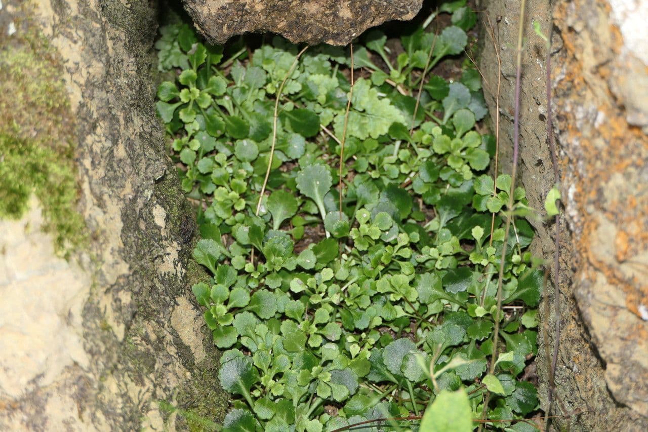 Sassifraga spatolata 9