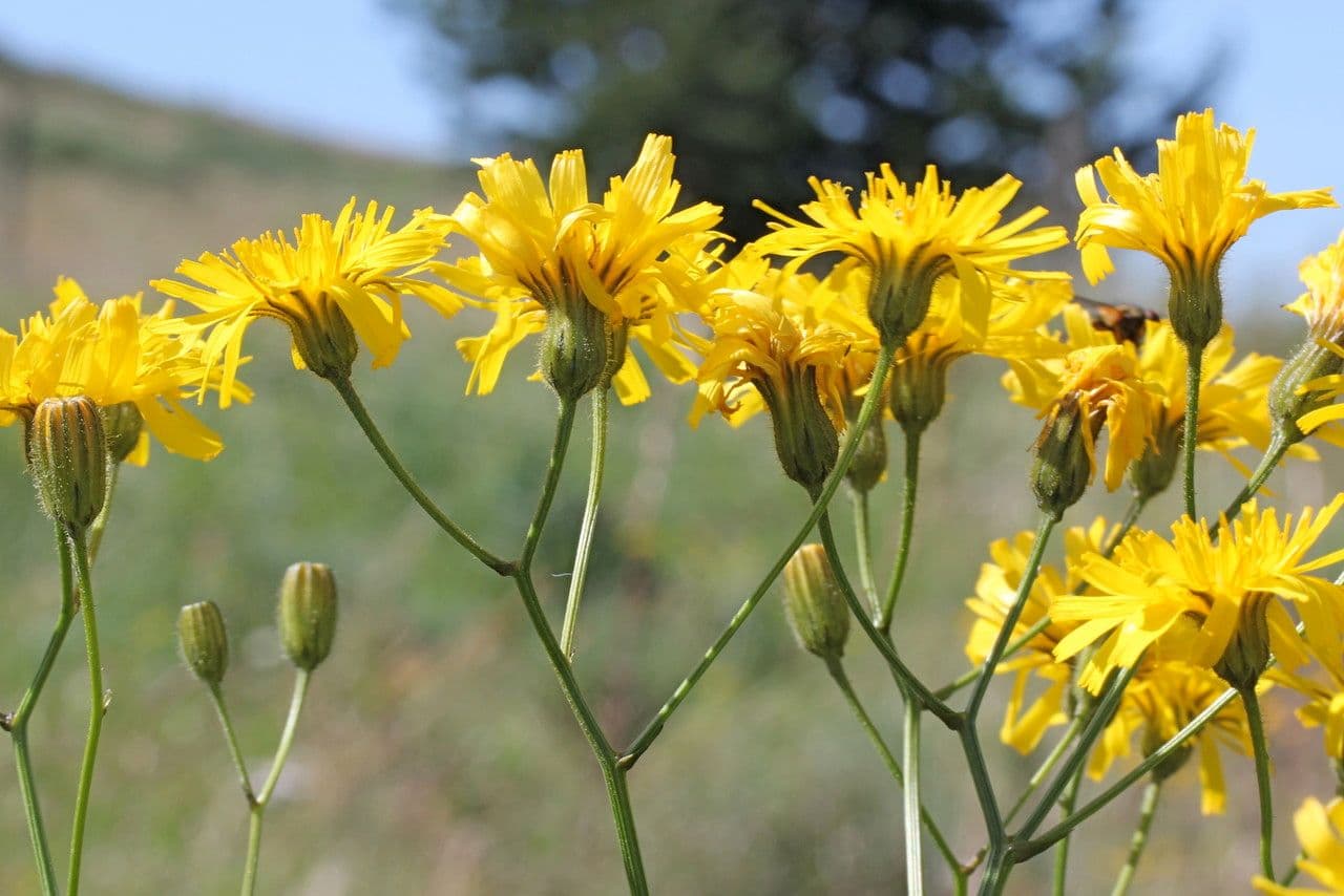 Radicchiella dolcigna 33