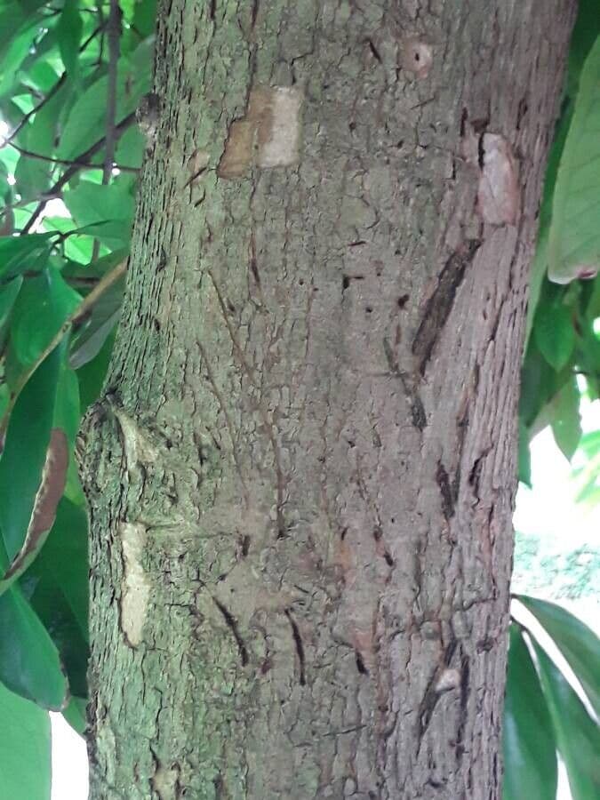 Syzygium malaccense 22