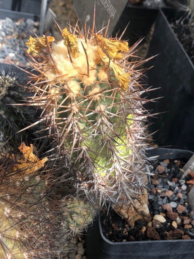 Copiapoa 2