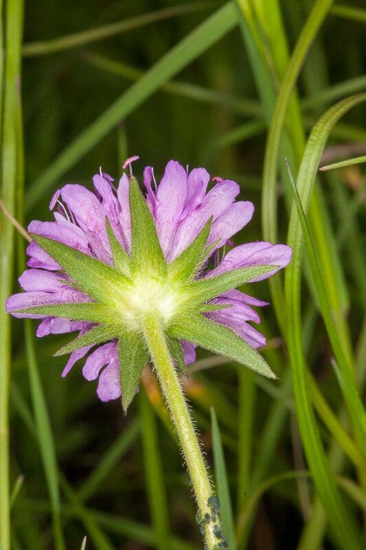 Knautia 18