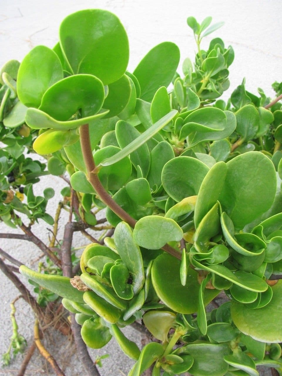 Scaevola 13