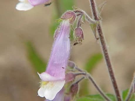 Penstemon gracile 3