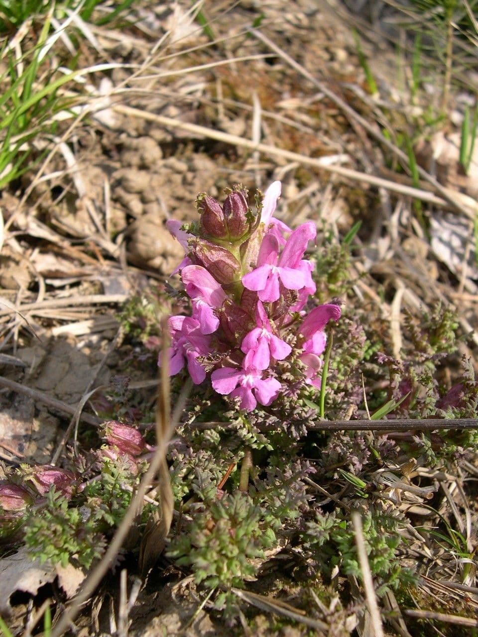 Pedicolare silvatica 13