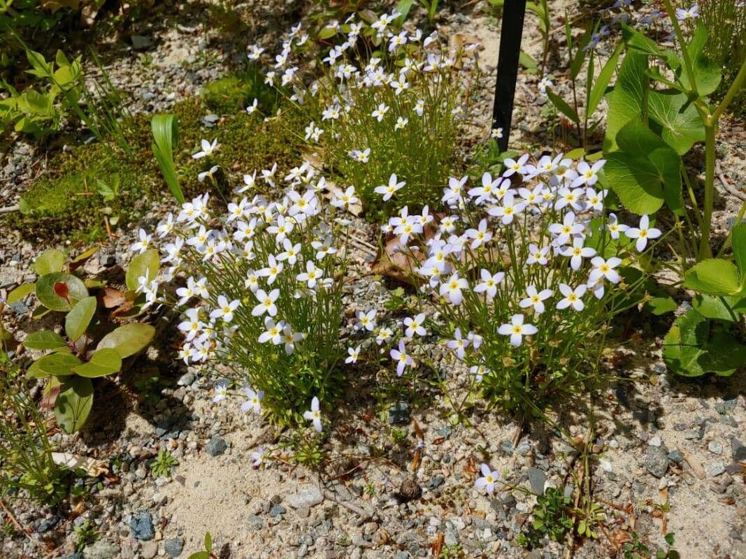 Houstonia azzurra 9
