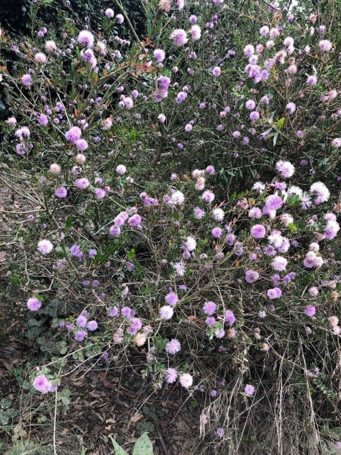 Melaleuca 12