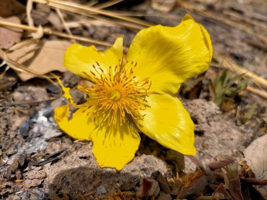 Färber-Seidenbaum 7