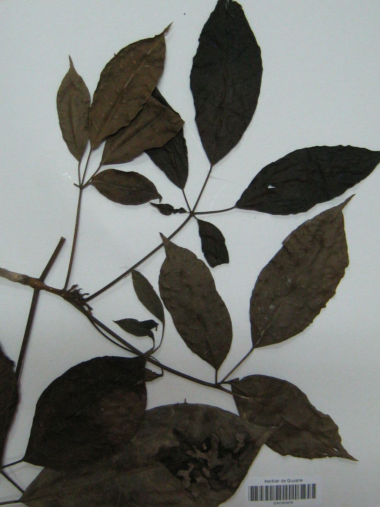 Ipê 3