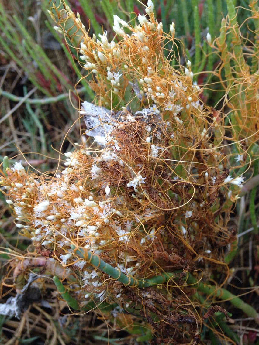 Cuscuta delle saline 5