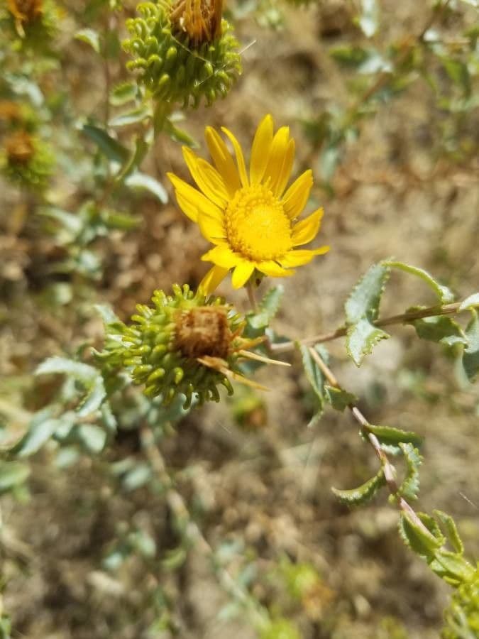 Grindelia 7