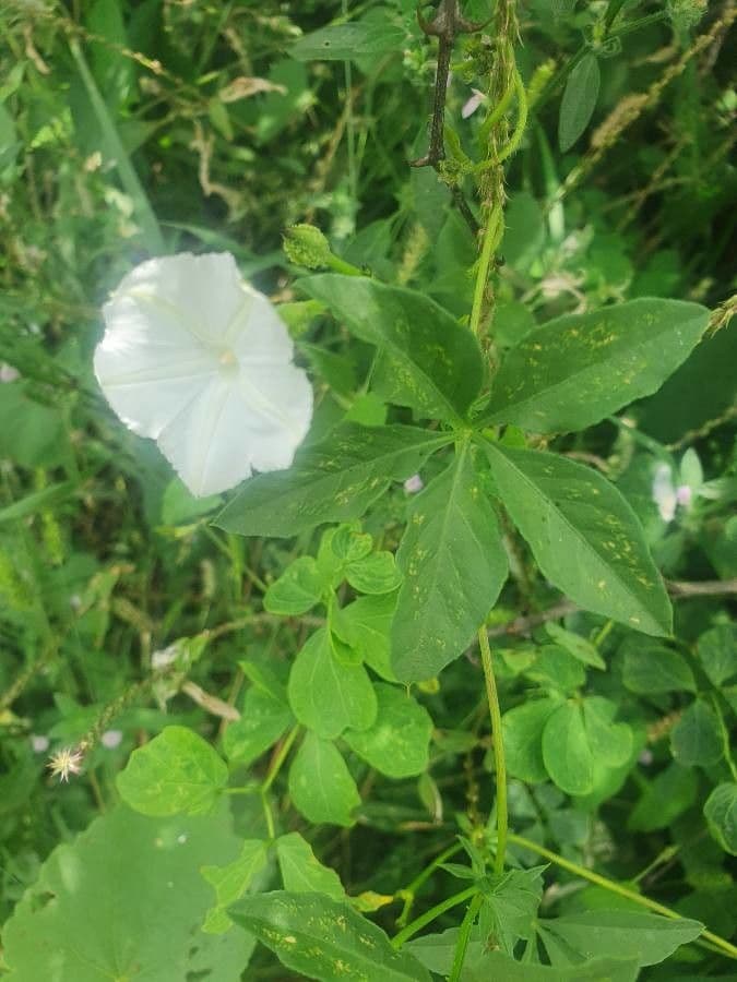 Corazón 8