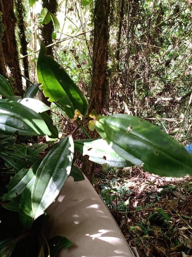 Miconia