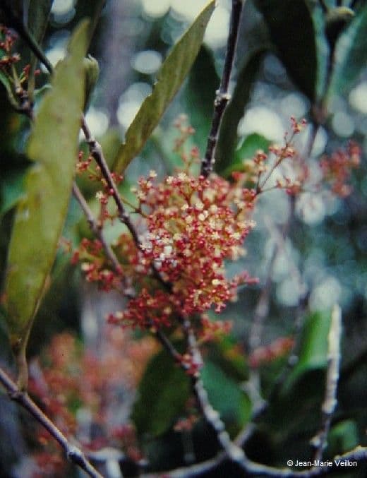Austrobuxus