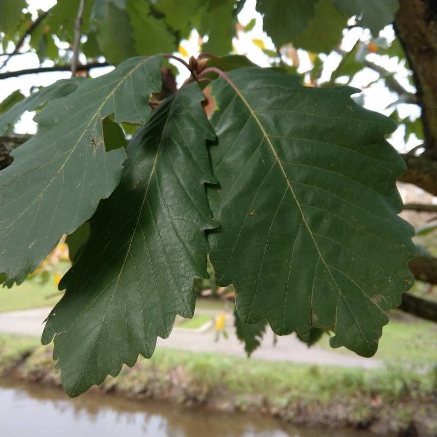 Apfel-Eiche 17