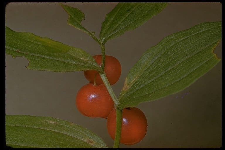 Streptopus lanceolatus 19