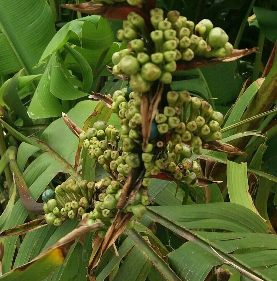 Heliconia eretta