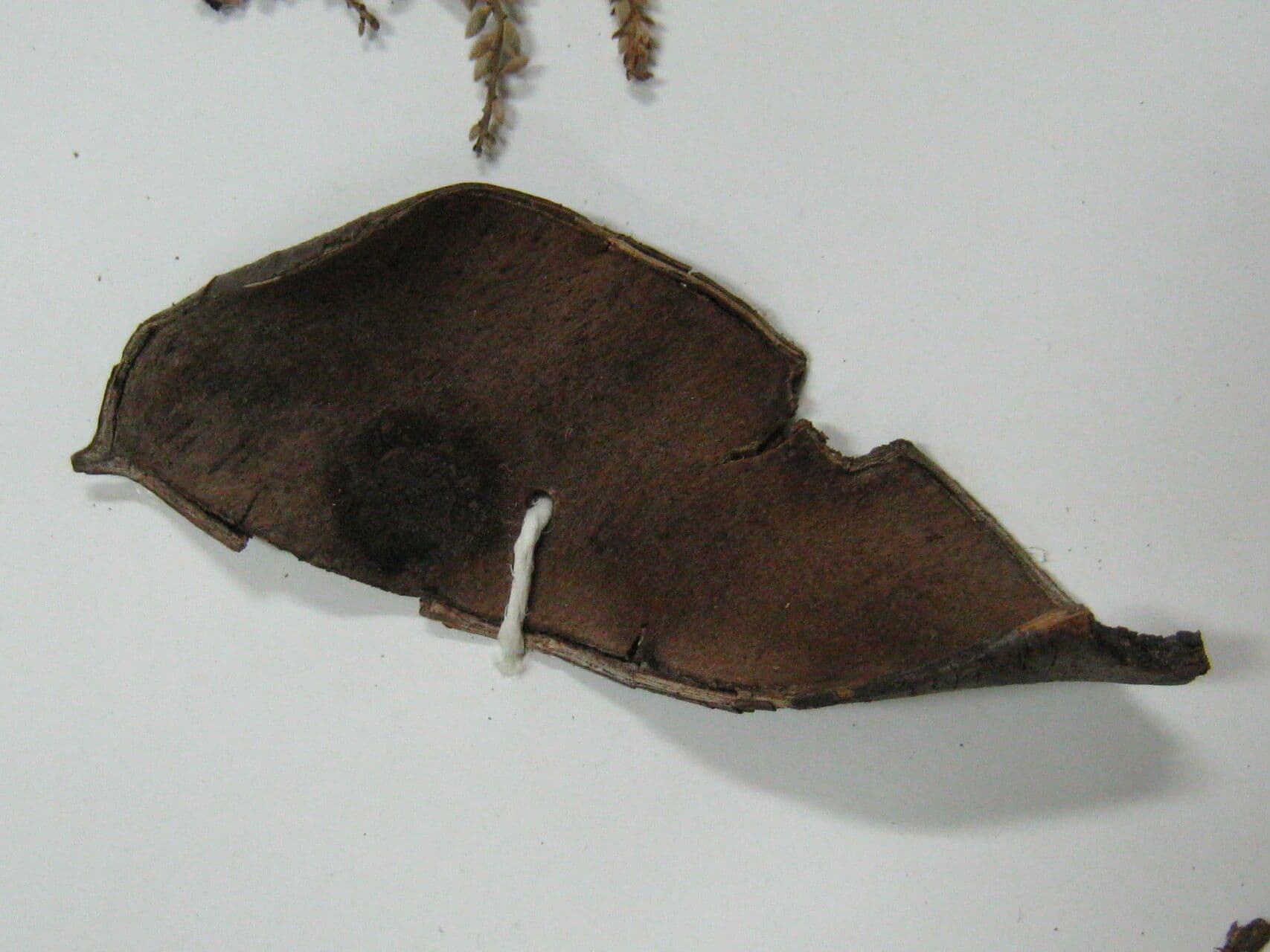 Macrolobium 4