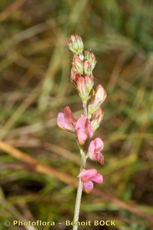 Sulla arenaria 18