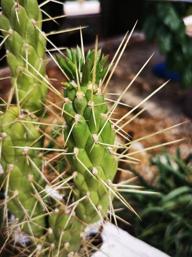 Cactus 8