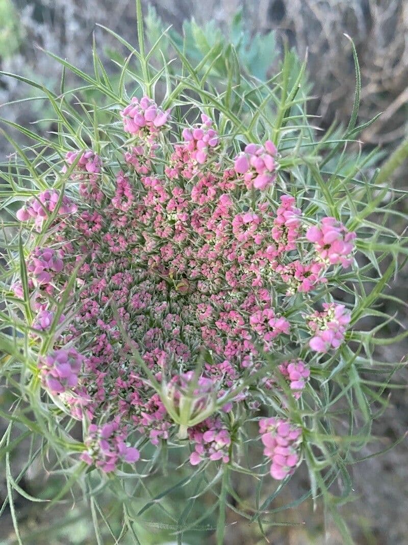 Lomatium 9