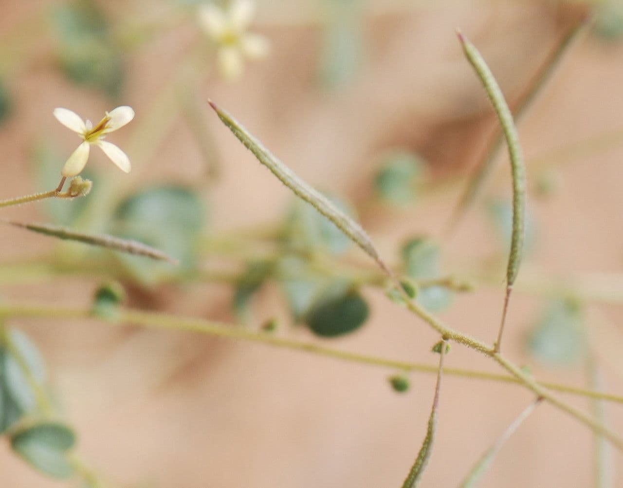 Cleome 2