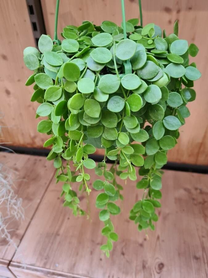 Dischidia 9