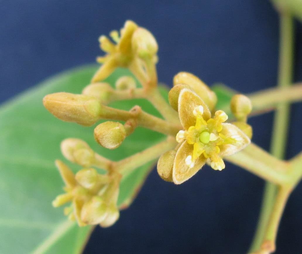 Alloro tropicale 5