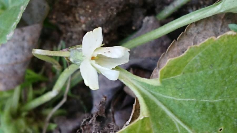 Viola odorata 2