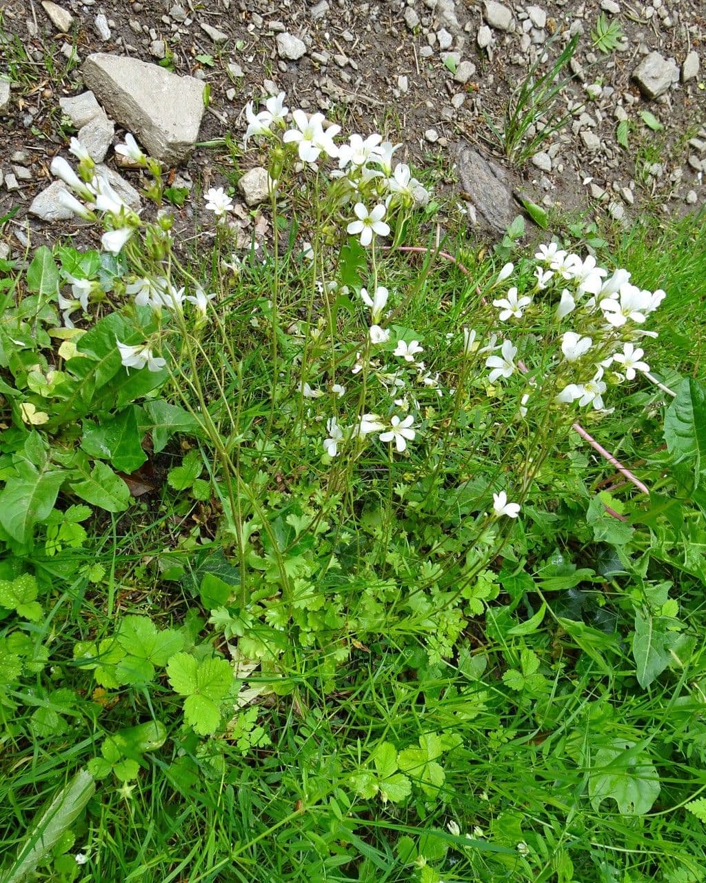 Knöllchen-Steinbrech 12